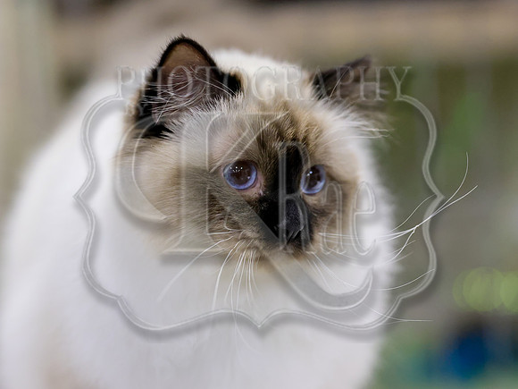 CatShowSat-0542
