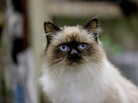 CatShowSat-0316