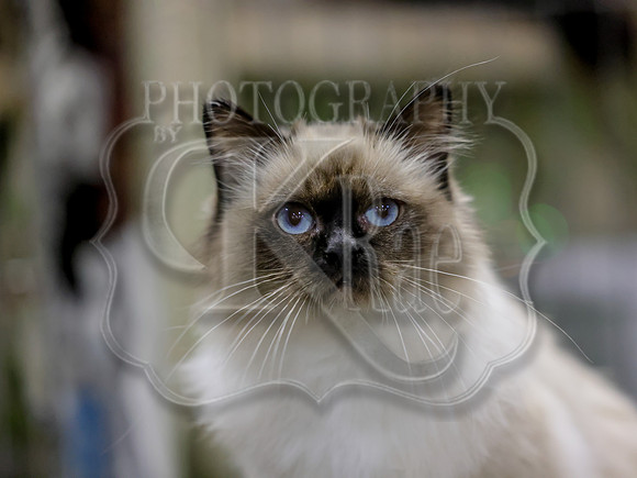 CatShowSat-0316