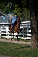 AmericanSaddlebred