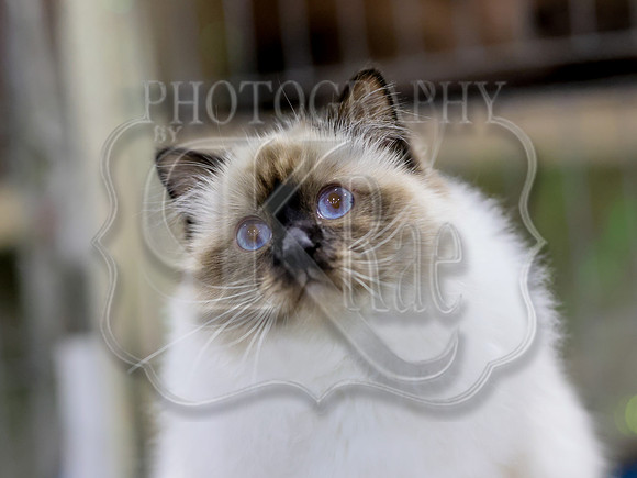 CatShowSat-0565