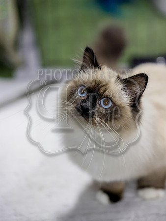 CatShowSat-0409