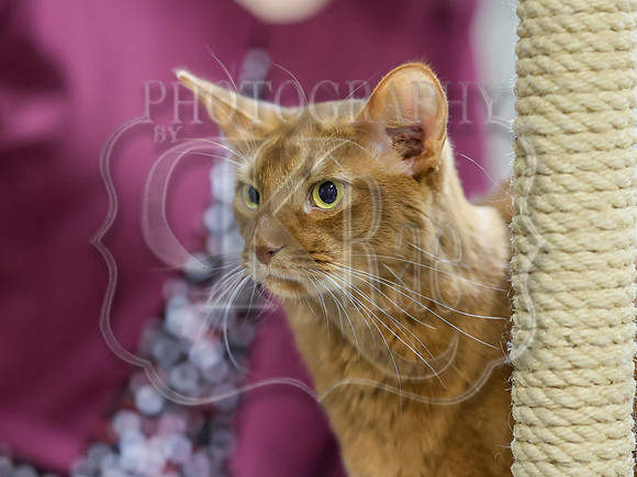 CatShowSat-0912
