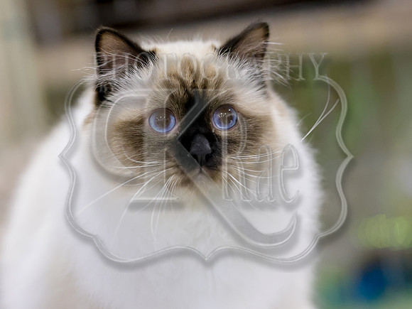 CatShowSat-0544
