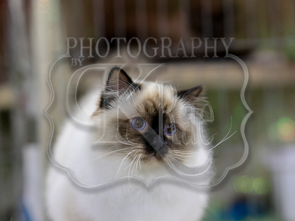 CatShowSat-0539