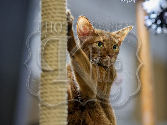 CatShowSat-0887
