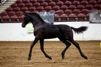 KraeInKF-3788