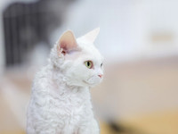 CatShowSat-0028