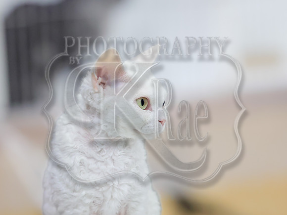 CatShowSat-0028