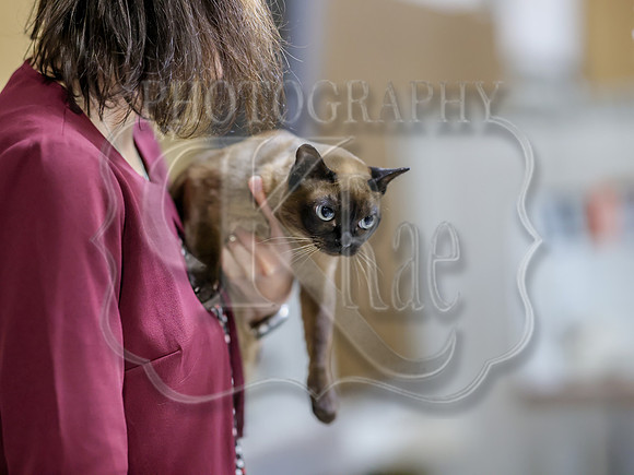 CatShowSat-0860