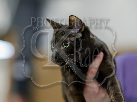 CatShowSat-0723