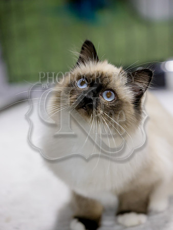 CatShowSat-0428