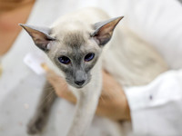 CatShowSat-0233