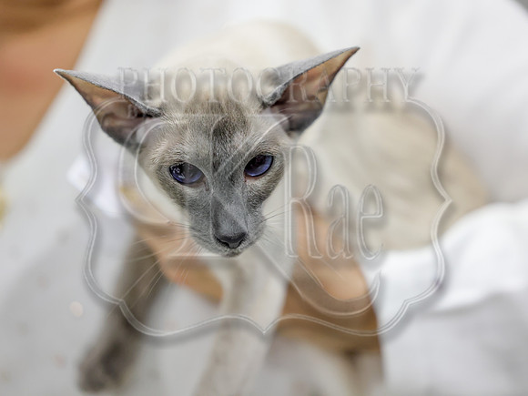 CatShowSat-0233