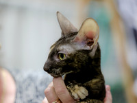CatShowSat-0023