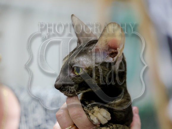 CatShowSat-0023
