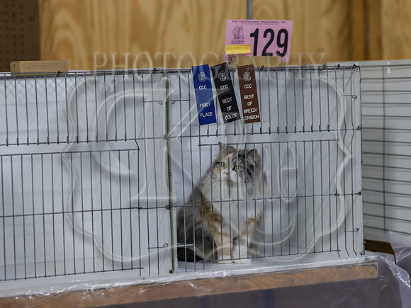 CatShowSat-0790