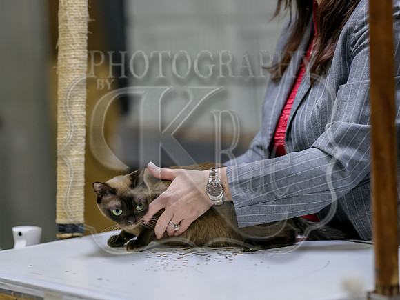 CatShowSat-0793