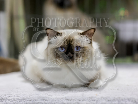 CatShowSat-0626
