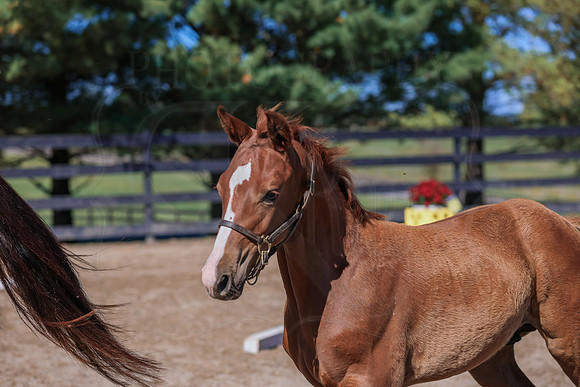 BN5A4105