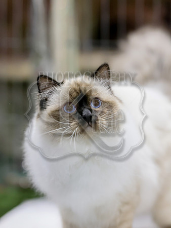 CatShowSat-0524