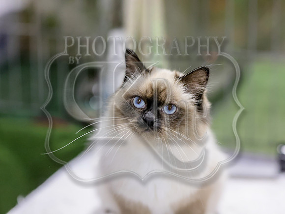 CatShowSat-0459