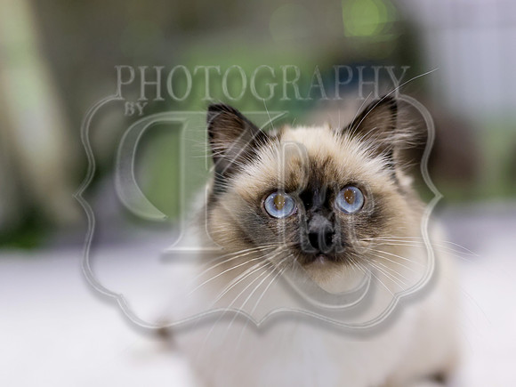CatShowSat-0479