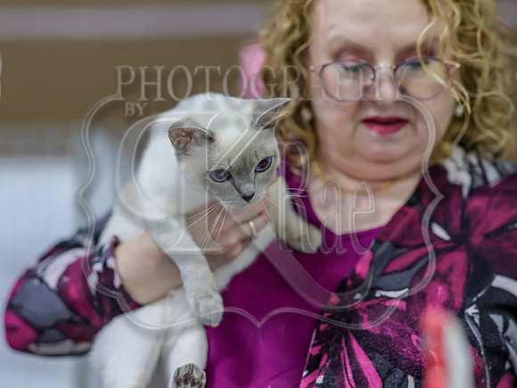 CatShowSat-0994