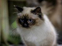 CatShowSat-0276