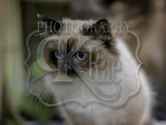 CatShowSat-0276