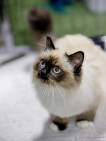 CatShowSat-0404