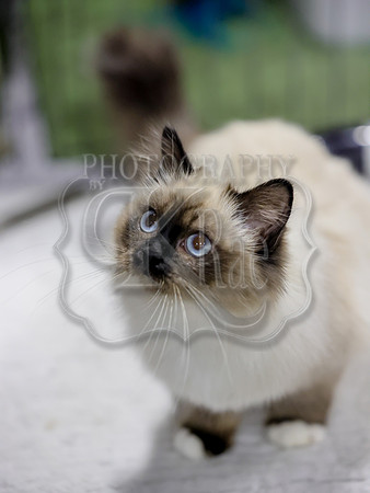 CatShowSat-0404