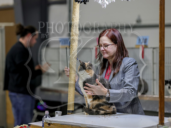 CatShowSat-0968