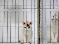 CatShowSat-0158