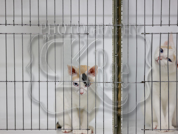 CatShowSat-0158
