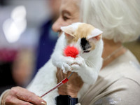 CatShowSat-0085
