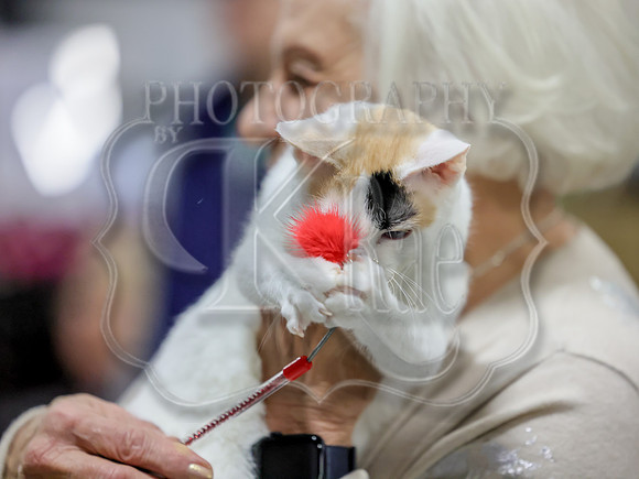 CatShowSat-0085