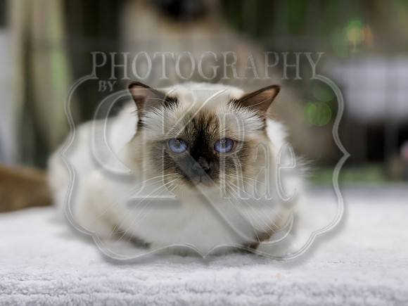 CatShowSat-0624