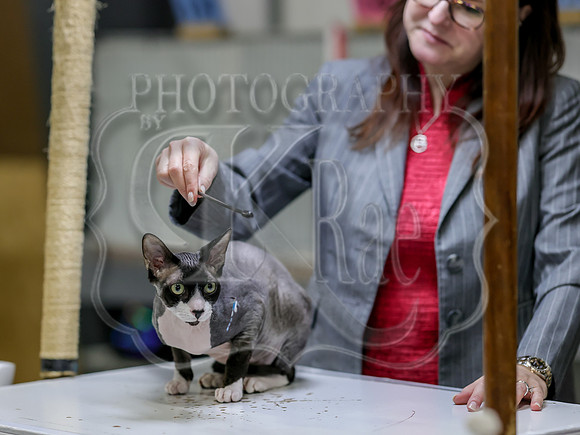 CatShowSat-0809