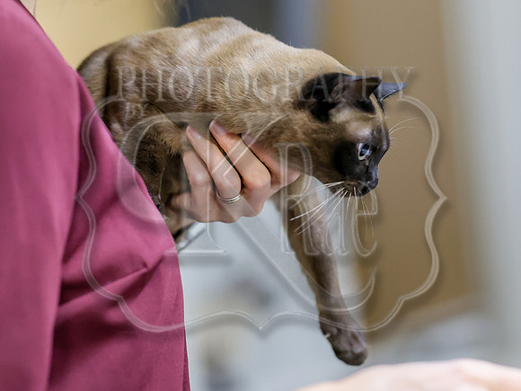 CatShowSat-0868