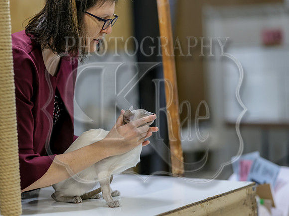 CatShowSat-0787
