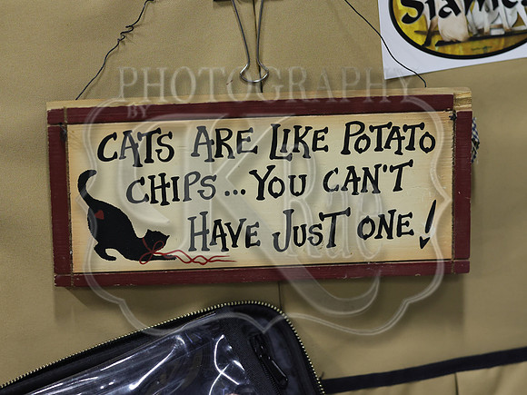 CatShowSat-0779
