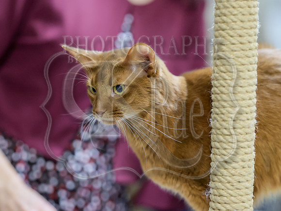 CatShowSat-0908