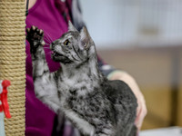 CatShowSat-0149