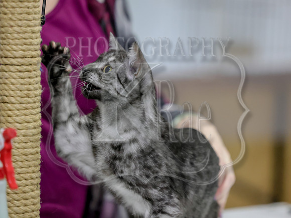 CatShowSat-0149
