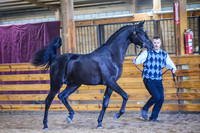 BAHA-0137