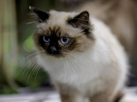CatShowSat-0272