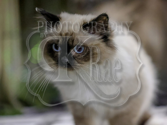 CatShowSat-0272