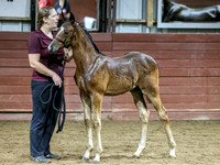 krae-0621