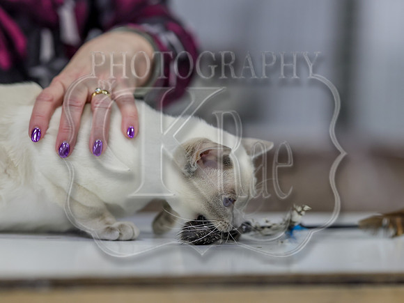 CatShowSat-0999
